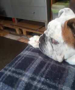 Sunbeam Royal Ultra Rodeen Blue Plaid Heated Personal Throw / Blanket, Cozy-Warm, Adjustable Heat Settings 44 71iyGpEmoxL