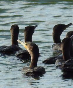 Nikon COOLPIX P900 Digital Camera (Black) 102 71iz1DBFlNL