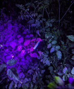 Escolite UV Flashlight Black Light, 51 LED 395 nM Ultraviolet Blacklight Detector for Dog Urine, Pet Stains and Bed Bug 51 UV LED Flashlight 30 71j118m3ZXL