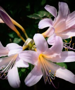 Nikon D4 16.2 MP CMOS FX Digital SLR with Full 1080p HD Video (Body Only) (OLD MODEL) 40 71j14sUx1oL