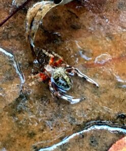 Ortho 0196710 Home Defense MAX Insect Killer Spray for Indoor and Home Perimeter, 1-Gallon (Ant, Roach, Spider, Stinkbug, & Centipede Killer) 19 71j20Lz9 IL