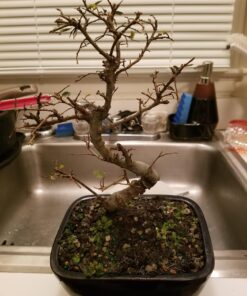 9GreenBox Chinese Elm Bonsai Tree Style 8 72 71j3UK68XWL