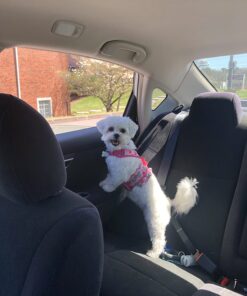 Vastar 2 Packs Adjustable Pet Dog Cat Car Seat Belt Safety Leash Vehicle Seatbelt Harness Black 31 71j517RH8sL