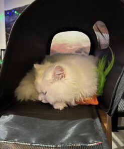 OurPets 100-Percent North American Catnip Filled Carrot Cat Toy 24 Karat OurPets 100-Percent Premium North- American Grown Cosmic Catnip Cat Toy 42 71j5OiqwD1L