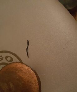 Everlast Steel Heavy Punching Bag Stand Workout Equipment for Kickboxing, Boxing, and MMA Training with 3 Plate Pegs and 100 Pound Capacity Black 67 71j6ZBwEcYL