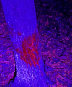 Primos Hunting Bloodhunter HD, Advanced Shadow Free Blood Tracking Light for Night Hunting 24 71j84nj7dWL