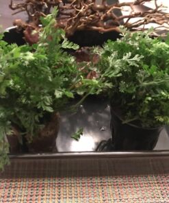 Bolbitis Difformis Baby Leaf Fern Potted Live Aquarium Plants for Freshwater Fish Tank by Greenpro 40 71j9DJZRjSL