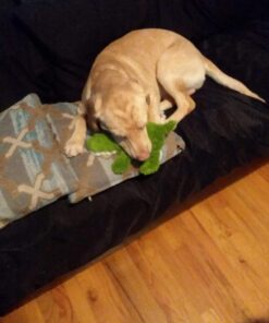 KONG - Cozie Ali Alligator - Indoor Cuddle Squeaky Plush Dog Toy - For Medium Dogs Standard Packaging 33 71jAbHkK9mL