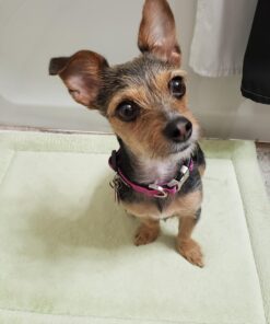 Activate II Flea and Tick Prevention for Dogs | 4 Count | Small Dogs 4-10 lbs | Topical Drops | 4 Months Flea Treatment 42 71jBq LX6uL