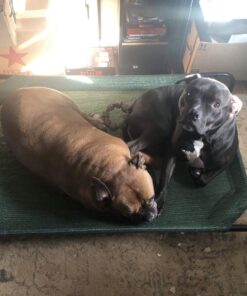 Coolaroo Gale Pacific The Original Cooling Elevated Dog Bed, Indoor and Outdoor, Large, Brunswick Green, 51.00" x 31.50" x 8.00" 51.0"L x 31.5"W x 8.0"Th 37 71jCSwVsy8L