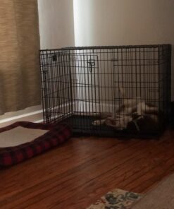 MidWest Homes for Pets Large Dog Crate | MidWest Life Stages Double Door Folding Metal Crate | Divider Panel, Floor Protecting Feet, Leak-Proof Pan | 42L x 28W x 31H Inches For Large Dog Breed 42.0"L x 28.0"W x 30.0"H Lifestages; Double Door 57 71jLvYeMLcL