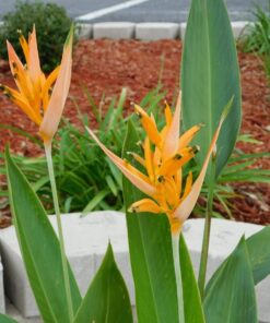 Nikon COOLPIX L840 Digital Camera with 38x Optical Zoom and Built-In Wi-Fi (Red) Red Base 53 71jNdxXfIBL