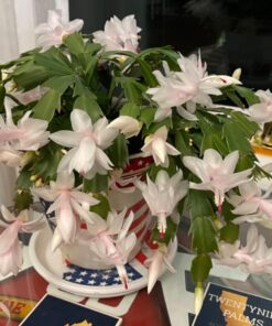 Jack's Classic Blossom Booster 10-30-20 Water Soluble Plant Food for Flowering Plants, 1.5lb 1.5 Pounds 22 71jNv9hJrEL