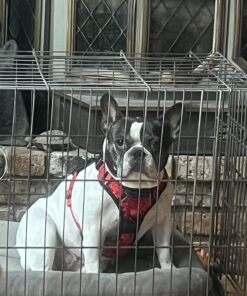 Solid Gold SeaMeal Multivitamin for Cats & Dogs - Kelp Powder Cat & Dog Supplement - Omega 3 & Digestive Enzymes for Skin & Coat, Gut + Immune Support - 1 LB 53 71jNvYyW7HL 1