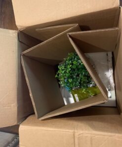 Brussel's Live Chinese Elm Outdoor Bonsai Tree - 5 Years Old; 6" to 8" Tall with Decorative Container Small CERAMIC POT 65 71jQmwlY4UL