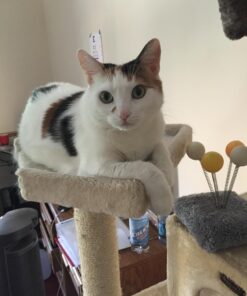 Purina Fancy Feast Tender Chicken and Liver Feast Classic Grain Free Wet Cat Food Pate - (24) 3 oz. Cans Liver & Chicken 3 Ounce (Pack of 24) 31 71jSzE37EL 4