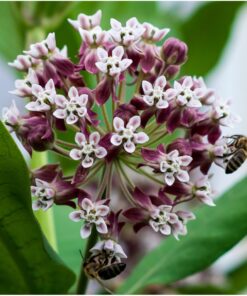 Seed Needs, Milkweed Seed Packet Collection to Attract Monarch Butterflies (6 Individual Seed Varieties to Plant) Heirloom & Untreated Seeds 6 Pack 25 71jTFa3oksL