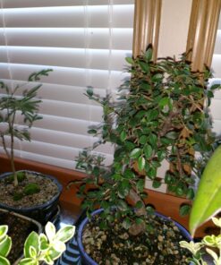 Brussel's Live Chinese Elm Outdoor Bonsai Tree - 5 Years Old; 6" to 8" Tall with Decorative Container Small CERAMIC POT 55 71jbmKK2jOL