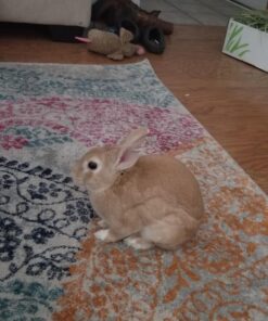 Oxbow Essentials Adult Rabbit Food - All Natural Adult Rabbit Pellets - Veterinarian Recommended- No Seeds, Fruits, or Artificial Ingredients- All Natural Vitamins & Minerals- Made in the USA- 10 lb. 10 Pound (Pack of 1) 40 71jc9Curs4L