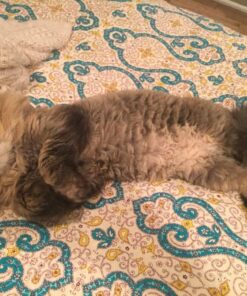 Royal Canin Persian Breed Adult Dry Cat Food, 7 lb bag 7 Pound (Pack of 1) 43 71jcJcSBFjL