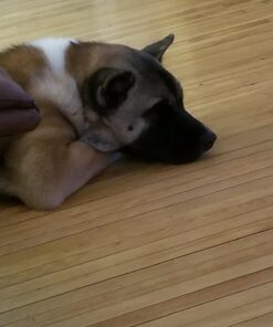 NUTRO NATURAL CHOICE Adult Dry Dog Food, Chicken & Brown Rice Recipe Dog Kibble, 30 lb. Bag 30 Pound (Pack of 1) 41 71jf62TtSL