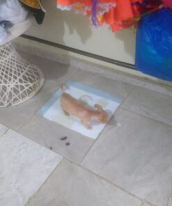 Amazon Basics Dog and Puppy Pee Pads with 5-Layer Leak-Proof Design and Quick-Dry Surface for Potty Training, X-Large, 28 x 34 Inch - Pack of 40, Blue & White Unscented X-Large (40 Count) 24 71jkq6ngMFL 1