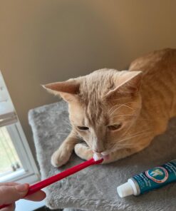 Petrodex Dental Care Kit for Cats, Cat Toothbrush and Toothpaste, Cleans Teeth and Fights Bad Breath, Reduces Plaque Tartar Formation, Malt Flavor, 2.5oz Toothpaste + Toothbrush 1 Count 24 71jkwVr0IqL