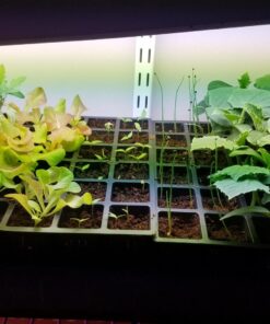 Burpee Self-Watering Seed Starter Tray, 72 Cells 72 Cell Self-Watering Starter 33 71jm50p3djL