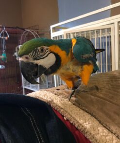 Oh! Nuts Pecans in Shell -2lb | Low-Carb, High-Protein Keto Snacks | Fresh 32oz Resealable Bulk Bag | All-Natural, Premium Nuts in Shell Without Salt or Sugar | Healthy Vegan, Gluten-Free Snacking 15 71joO3JOvBL