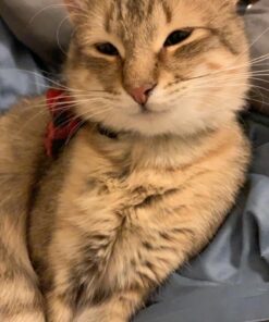 Blue Buffalo Cat Food, Natural Chicken Recipe, Wilderness High Protein, Adult Dry Cat Food, 12 lb bag 12 Pound (Pack of 1) 33 71jr892Z dL