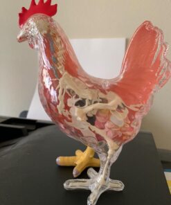 Tedco 4D Vision Chicken Anatomy Model 5 71jtOJGLZOL