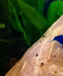 Blue Velvet Shrimp - Live Shrimp for Freshwater Aquariums or Tanks - Live Arrival Guarantee (10 Shrimp) 10 Shrimp 32 71jtwNGxNNL