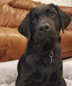 Royal Canin Labrador Retriever Puppy Breed Specific Dry Dog Food, 30 lb. bag 41 71juHF3yrIL