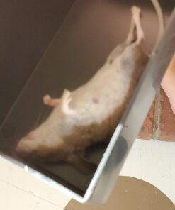 Victor M260 Indoor Multi-Kill Humane Electronic Mouse Trap - No Touch, No See Electronic Instant Kill Mouse Trap – Kills & Holds Up to 10 Mice Per Setting 1 Trap 31 71juIhbvsL