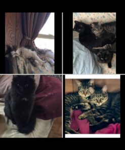 Adams Flea & Tick Spray For Dogs and Cats | Kills Fleas and Ticks Through Contact, Kills Flea Eggs, Flea Larvae, and Prevents Flea Egg Hatch | Controls Flea Reinfestation For Up To 2 Months | 16 Oz 35 71jwX1tBnqL 2