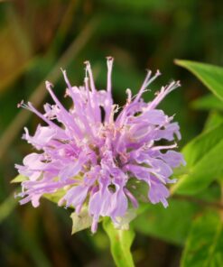 OM SYSTEM OLYMPUS M.Zuiko Digital 14-42mm F3.5-5.6 EZ Black For Micro Four Thirds System Camera, Compact 3x zoom Lens 34 71jxRAerILL