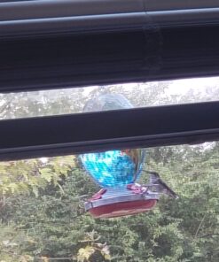 Perky-Pet Hummingbird Liquid Nectar Concentrate - 32 oz Concentrate - Makes 128 oz of Hummingbird Food Nectar Suet 32 Fl Oz (Pack of 1) 20 71jzCUt0oQL