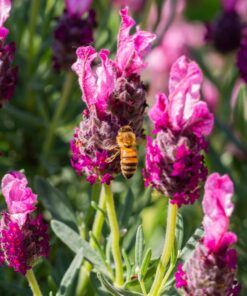 OM SYSTEM OLYMPUS M.Zuiko Digital 40-150mm F4.0-5.6 R Black For Micro Four Thirds System Camera, 3.75x Zoom Lens, Portable Design Standard Packaging 92 71k ihwXV4L