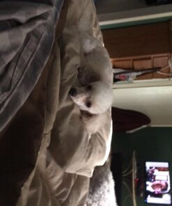 GREENIES Original TEENIE Natural Dental Care Dog Treats, 12 oz. Pack (43 Treats) Unflavored 43 Count (Pack of 1) 41 71k u0EXRoL