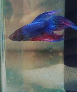 Ocean Nutrition Betta Pellets 2.65-Ounces (75 Grams) Jar 2.64 Ounce (Pack of 1) 37 71k vSXIezL