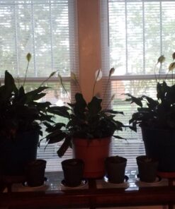 Jack's Classic Blossom Booster 10-30-20 Water Soluble Plant Food for Flowering Plants, 1.5lb 1.5 Pounds 30 71k1epgKYzL