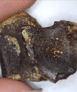 Celestron - 5 MP Digital Microscope Pro - Handheld USB Microscope Compatible with Windows PC and Mac - 20x-200x Magnification - Perfect for Stamp Collecting, Coin Collecting Handheld Digital Microscope Pro 91 71k3N6lmA7L