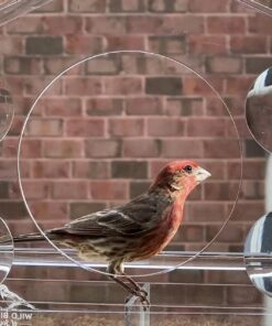 Wild Birds of Joy Bird House Window Bird Feeder with 4 Super Strong Suction Cups & Locking, Sliding Seed Tray, Extra Large, Clear Acrylic, Outdoor Bird Feeders, Outside View of Cardinal and Blue Jay 26 71k3NNdxM2L