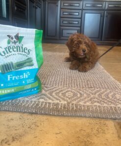 GREENIES TEENIE Natural Dog Dental Care Chews Oral Health Dog Treats Fresh Flavor, 12 oz. Pack (43 Treats) Mint Fresh 43 Count (Pack of 1) 37 71k43XPIuKL