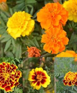 Heirloom Petite French Marigold Mix Seeds - Tagetes patula - 240 Seeds, 1 Gram - B326