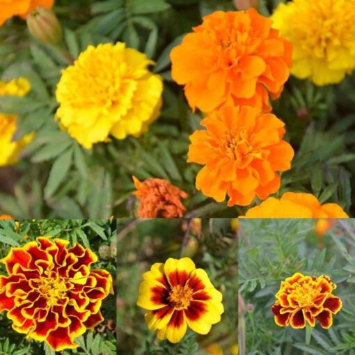 Heirloom Petite French Marigold Mix Seeds - Tagetes patula - 240 Seeds, 1 Gram - B326