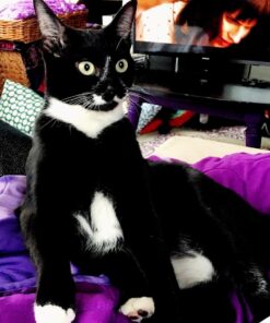 Bayer Expert Care Tapeworm Dewormer for Cats (3 count) 24 71k9FbxpqYL