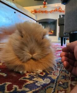 Kaytee Wafer Cut All Natural Timothy Hay for Pet Guinea Pigs, Rabbits & Other Small Animals, 60 Ounce 28 71k9Hodz2QL