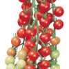 Burpee Super Sweet 100' Hybrid Cherry Tomato, 50 Seeds