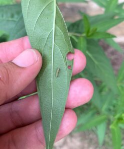 Seed Needs, Swamp Milkweed Seed Packet Collection (2 Varieties of Asclepias for Planting and Attracting Monarch Butterflies) Heirloom, Untreated & Open Pollinated 27 71kFolWxRVL